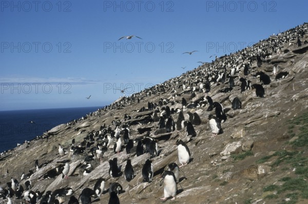 Rockhopper Penguin and King Cormorants, Saunders Island, Falkland Islands (Eudytpes crestatus) (Eudyptes chrysocome) (Phalacrocorax atriceps albiventer), King Shag