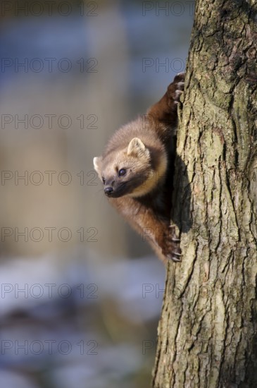 European pine marten (Martes martes)