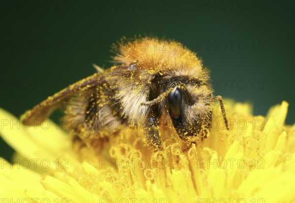 Bumblebee (Bombus pascuorum) full of pollen on yellow flower