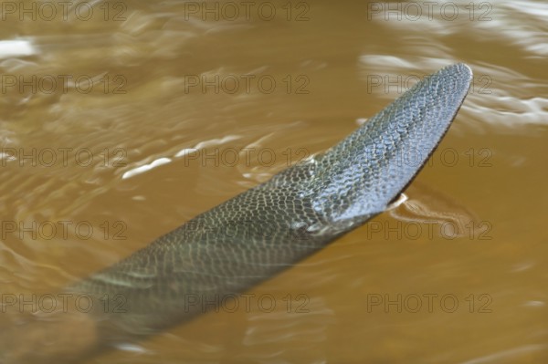 European beaver (Castor fiber), tail, Rosenheim, Bavaria, Germany, Europe