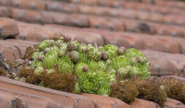 Common houseleek (Sempervivum tectorum)
