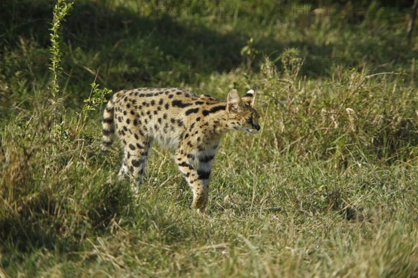 Serval (leptailurus serval), Masai Mara Park in Kenya