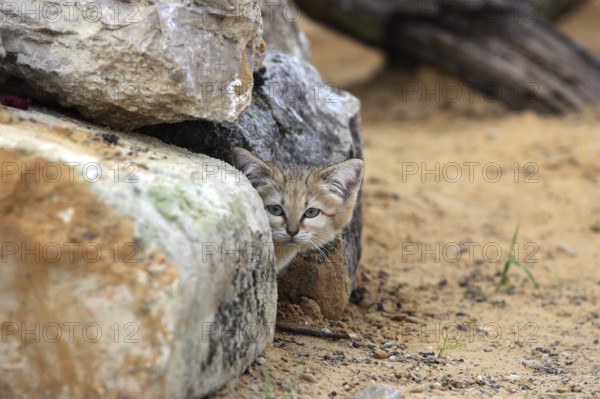 Sand Cat (felis margarita), Adult hidden in Stones