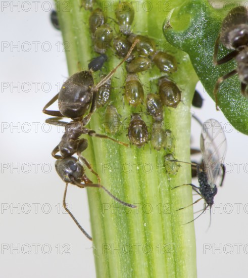 Lice and Ants on the stem of a flower