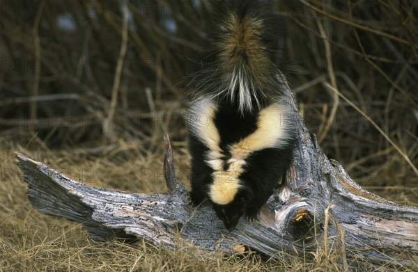 Striped striped skunk (mephitis mephitis), adult