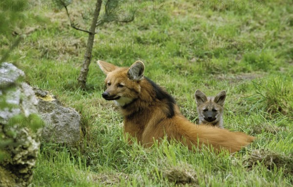 MANED WOLF (chrysocyon brachyurus), FEMALE LAYING DOWN IN GRASS WITH YOUNG