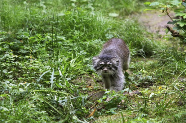 Pallas's cat (otocolobus manul) or Pallas' cat, adult on grass