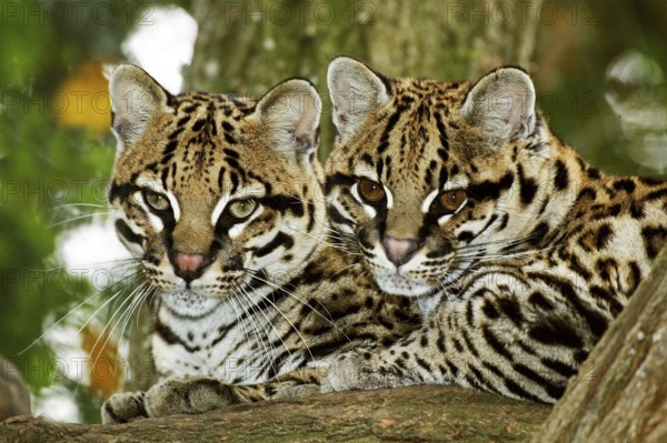 Ocelot (leopardus pardalis), pair of adults lying down on a branch
