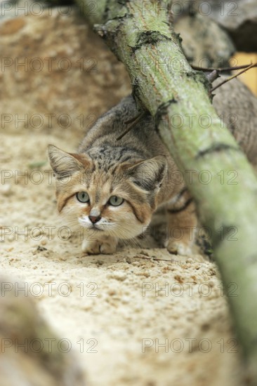 Sand Cat (felis margarita), Adult