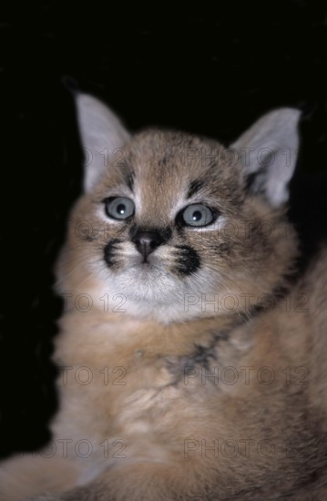 Caracal (caracal caracal), Portrait of Young