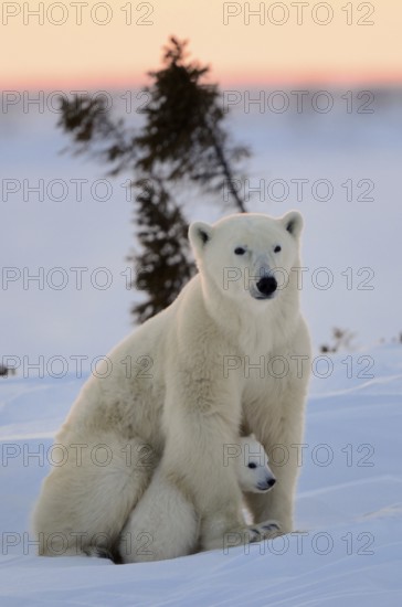 Polar bears (Ursus maritimus), female and young, 3 months, Wapusk National Park, Churchill, Manitoba (Thalassarctos maritimus), polar bear, polar bear, Arctic, Canada, North America