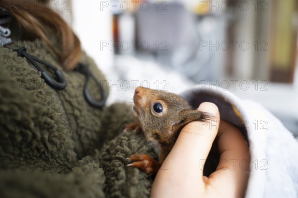 Eurasian red squirrel (Sciurus vulgaris), practical animal welfare, animal under blanket on arm in a wildlife rescue centre, North Rhine-Westphalia, Germany, Europe