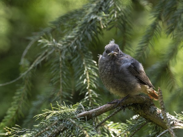 A black redstart young sits on the branch of a spruce tree and waits for food