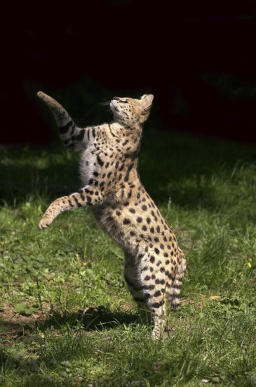 SERVAL (leptailurus serval), ADULT HUNTING, STANDING ON HIND LEGS