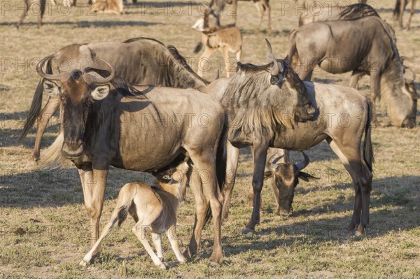 Wilderbeast, Gnu (Connochaetes taurinus)