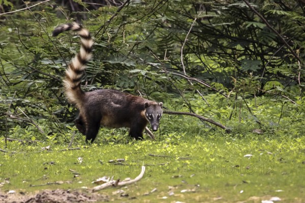 Coati walking at the riverbank with raised bushy tail, facing, Pantanal, Brazilil