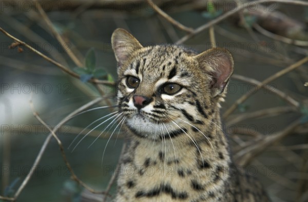 Geoffroy's cat, oncifelis geoffroyi, portrait of an adult