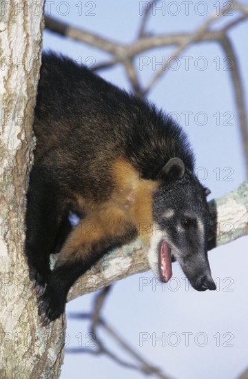 Ringtailed Coati or Coatimundi (nasua nasua), Adult perched in Tree, Calling, Pantanal in Brazil