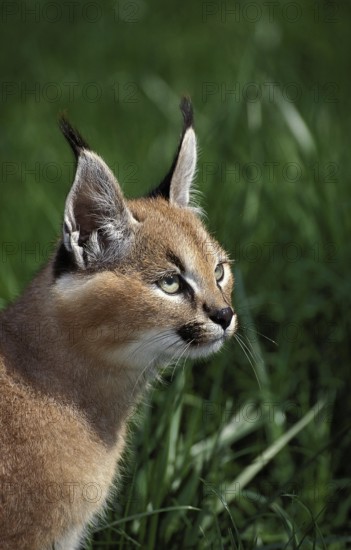 caracal (CARACAL caracal) PORTRAIT OF CUB