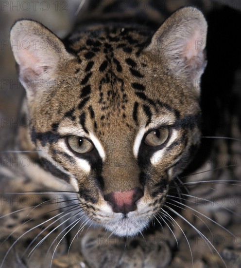 Ocelot (leopardus pardalis), Portrait of Adult