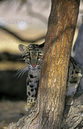 CLOUDED LEOPARD (neofelis nebulosa)