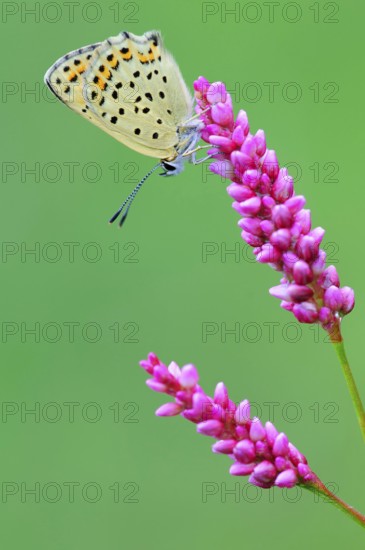 Common blue butterfly (Polyommatus icarus) , laterally, Germany, Europe