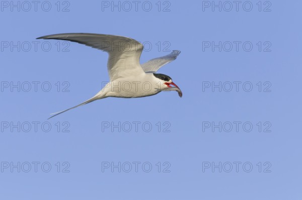 Arctic tern (Sterna paradisaea), NIedersachsen, Germany, Europe