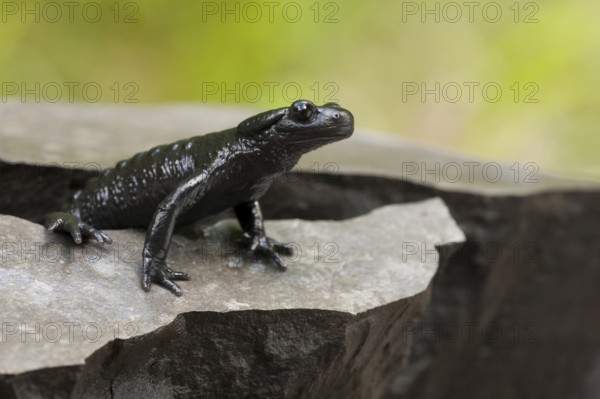 Alpine Salamander (Salamandra atra) Germany
