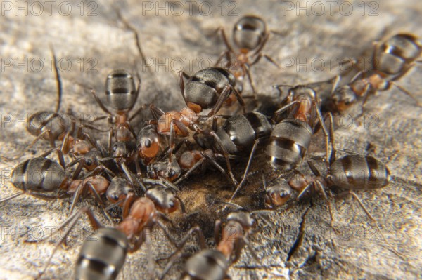 Red wood ant in early spring