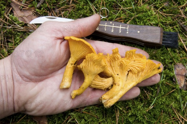 Chanterelle (Cantharellus cibarius), mushroom picking, knife