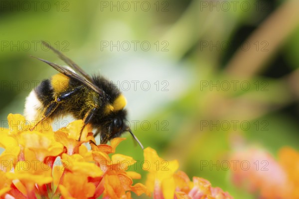 Macro of a Northern white-tailed bumblebee (Bombus magnus) on a lantana flower