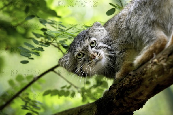 Pallas's cat (otocolobus manul) or Pallas' cat, adult on branch