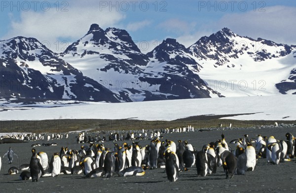 KING great penguins (aptenodytes) patagonica, COLONY IN SALISBURY PLAIN, SOUTH GEORGIA