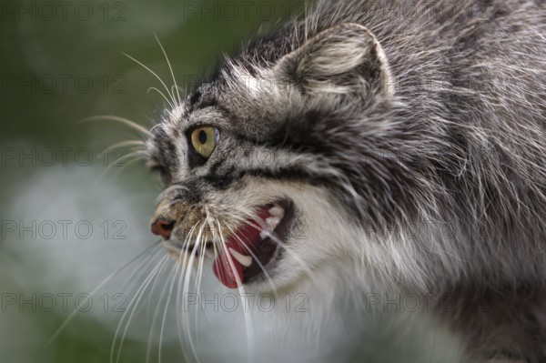 Pallas's cat (otocolobus manul) or Pallas' cat, portrait of an adult