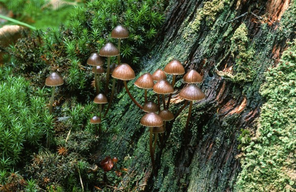 (Mycena stipata) (Mycena alcalina)