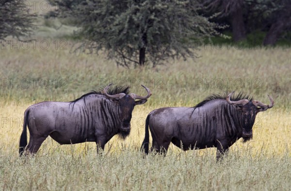 Streifengnus, blue wildebeests (Connochaetes taurinus), S