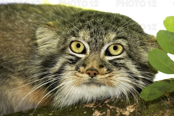 MANUL OR PALLAS'S CAT (otocolobus manul), HEAD OF ADULT