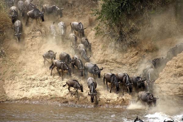 Blue Wildebeest (connochaetes taurinus), Herd migrating, Crossing Mara River, Masai Mara Park in Kenya