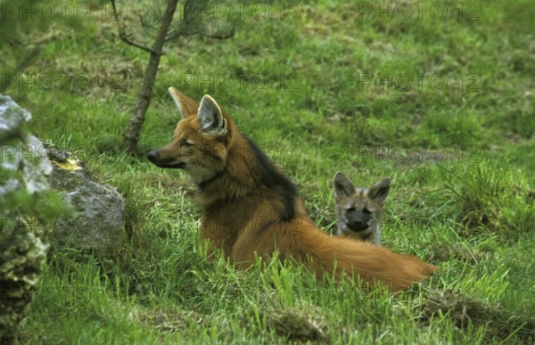 Maned Wolf (chrysocyon brachyurus), Mother with Cub