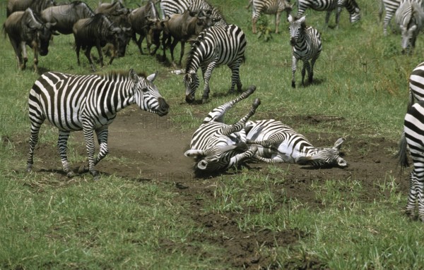BURCHELL'S ZEBRA (equus burchelli), PAIR HAVING DUST BATH, KENYA