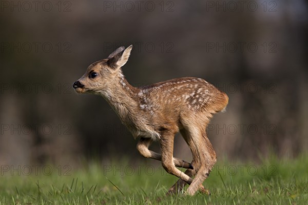 European roe deer (capreolus capreolus), fawn running, Normandy