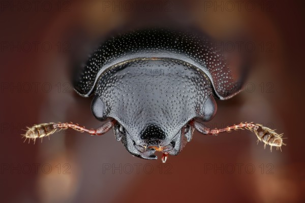 Portrait of a picnic beetle (Glischrochilus quadrisignatus), a species introduced to Europe from North America