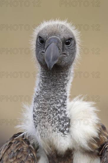 White-backed vulture (Gyps africanus) Serengeti National Park, Tanzania, Africa