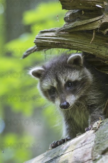 Raccoon (Procyon lotor) , Young animal, Lower Saxony, Germany, Europe