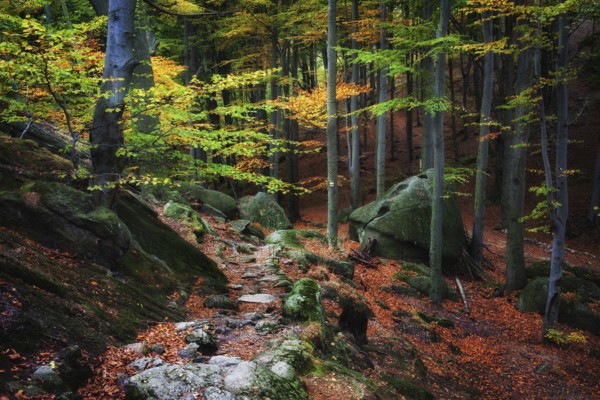 Path in the forest, picturesque autumn scenery in the mountains, beauty and tranquility of nature