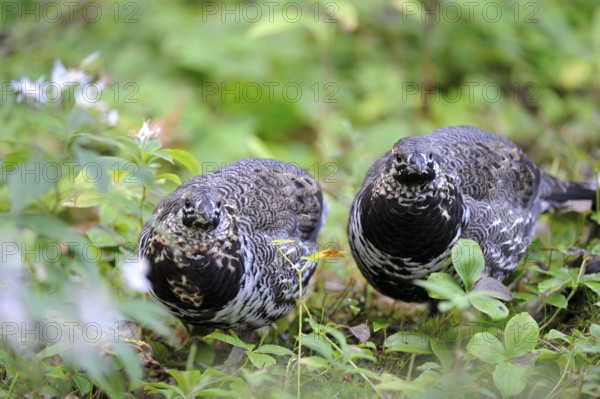 Canada Grouse (Falcipennis canadensis), female, Cap Breton Highlands National Park, Nova Scotia (Dendragopus canadensis), Spruce Grouse, Canada, North America