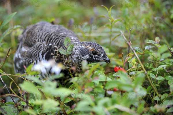 Canada Grouse (Falcipennis canadensis), female, Cap Breton Highlands National Park, Nova Scotia (Dendragopus canadensis), Spruce Grouse, Canada, North America