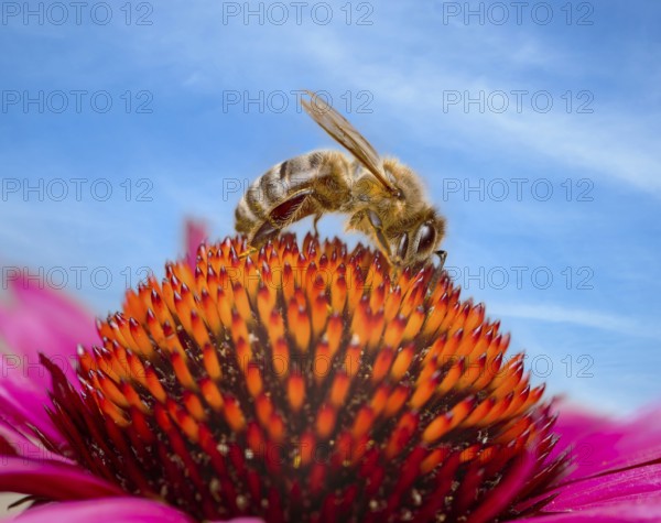 Macro of a bee collecting nectar in an flower blossom (echinacea)