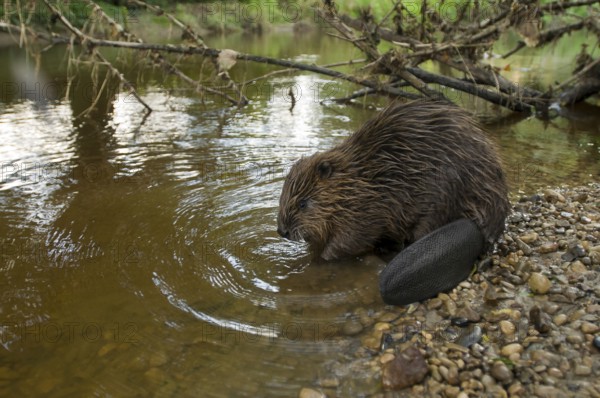 European beaver (Castor fiber), Rosenheim, Bavaria, Germany, Europe
