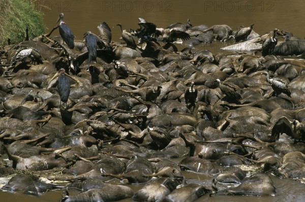 Blue wildebeest (connochaetes taurinus), herd killed crossing the Mara River, Masai Mara Park in Kenya